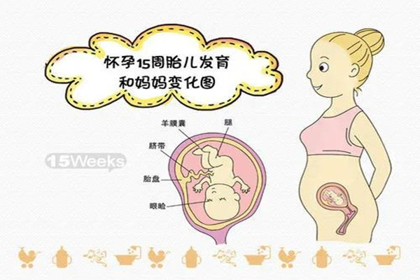 怀孕15周的孕妇肚子有多大 不显肚子是正常的吗?