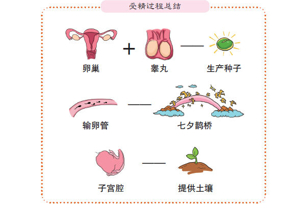 「图解」受精卵的形成过程,揭秘一个生命的诞生