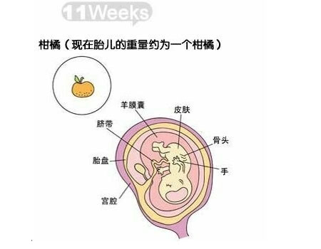 胎儿11周发育图片图片