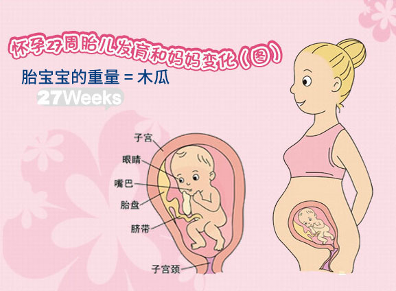 【怀孕二十七周】怀孕27周胎儿图