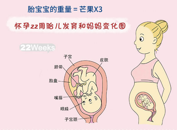 怀孕二十二周胎儿图宝宝发育与母体变化胎儿的情况:进入怀孕22周时,胎