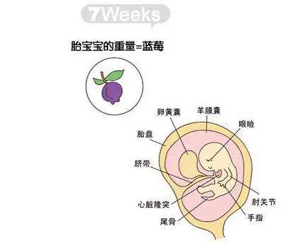 怀孕七周胎儿图宝宝发育与母体变化胎儿的情况 怀孕第七周时