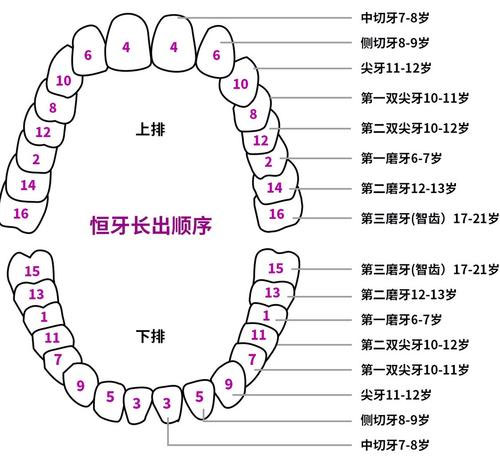 人类牙齿生长顺序图片