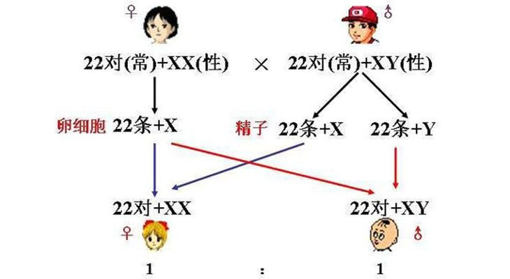 揭秘选性别真相