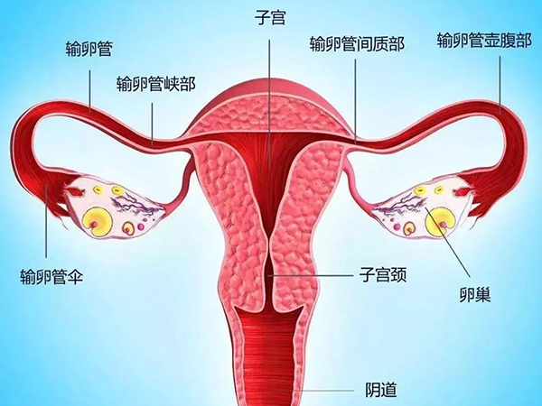 输卵管堵塞自查方法图片