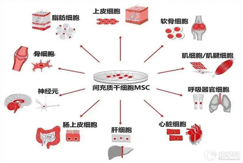 骨髓干细胞能分化成精子吗?看完你心中就有数了